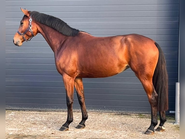 KWPN Giumenta 4 Anni 168 cm Baio in Rietberg