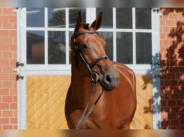 KWPN Giumenta 4 Anni 168 cm Baio in Rietberg