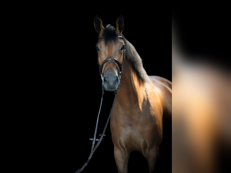 KWPN Giumenta 4 Anni 168 cm Baio in Rietberg