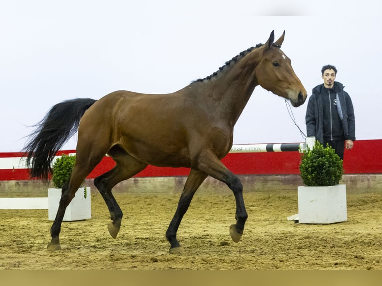 KWPN Giumenta 4 Anni 168 cm Baio in Waddinxveen