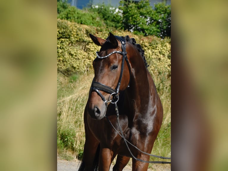 KWPN Giumenta 4 Anni 168 cm Baio scuro in Fürstenau