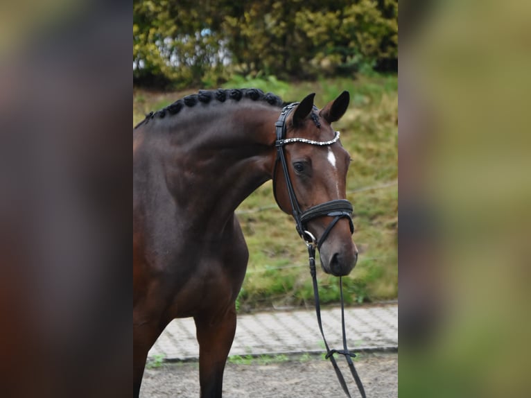 KWPN Giumenta 4 Anni 168 cm Baio scuro in Fürstenau
