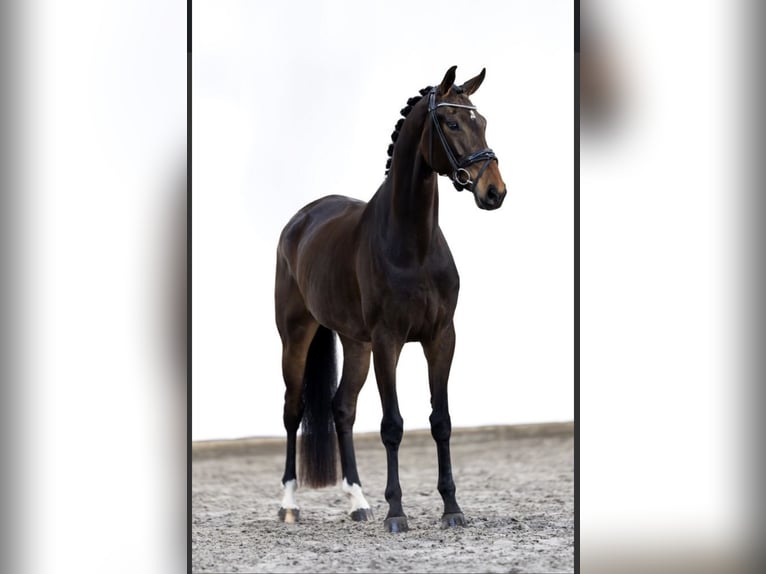 KWPN Giumenta 4 Anni 168 cm Baio scuro in Geesteren