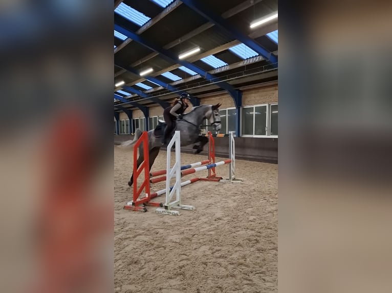 KWPN Giumenta 4 Anni 168 cm Grigio in Ansen