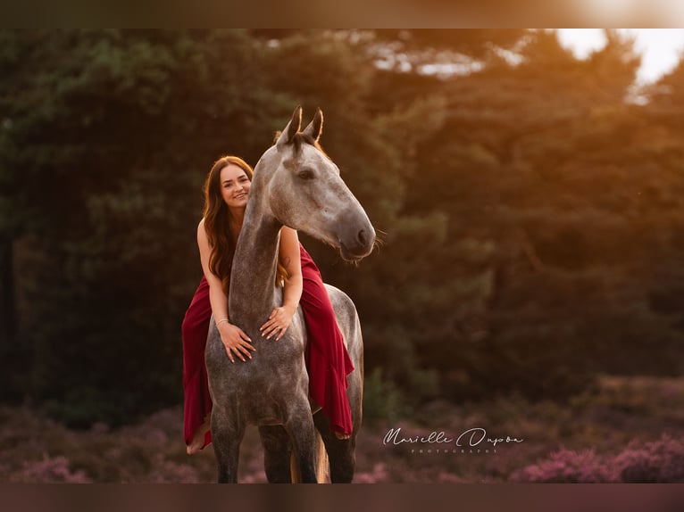 KWPN Giumenta 4 Anni 168 cm Grigio in Ansen