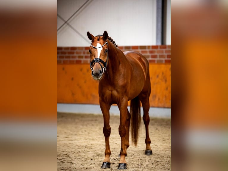 KWPN Giumenta 4 Anni 168 cm Sauro in Horstmar