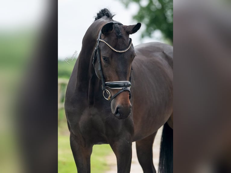 KWPN Giumenta 4 Anni 169 cm Baio in Weert