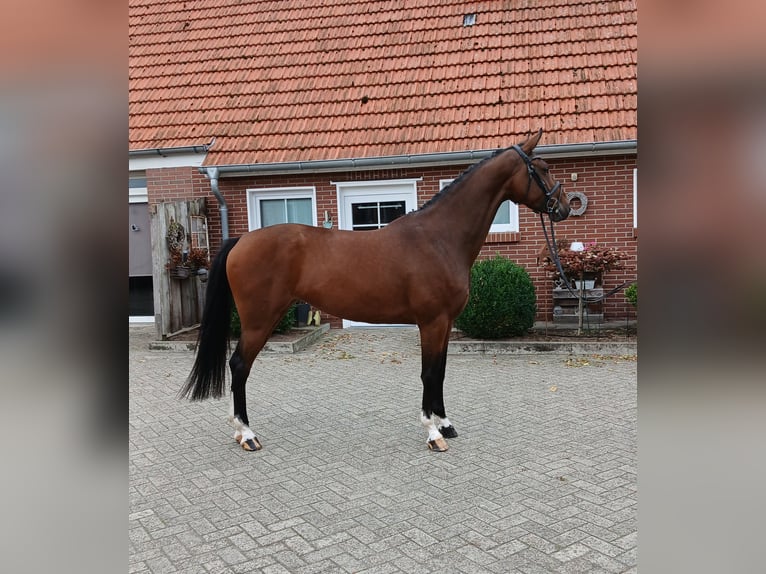 KWPN Giumenta 4 Anni 169 cm Baio in Osterwald