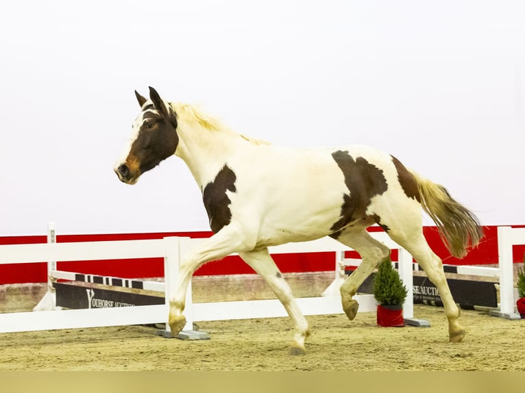 KWPN Giumenta 4 Anni 169 cm in Waddinxveen