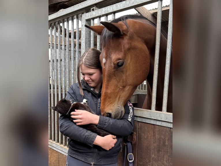 KWPN Giumenta 4 Anni 170 cm Baio in Veenklooster