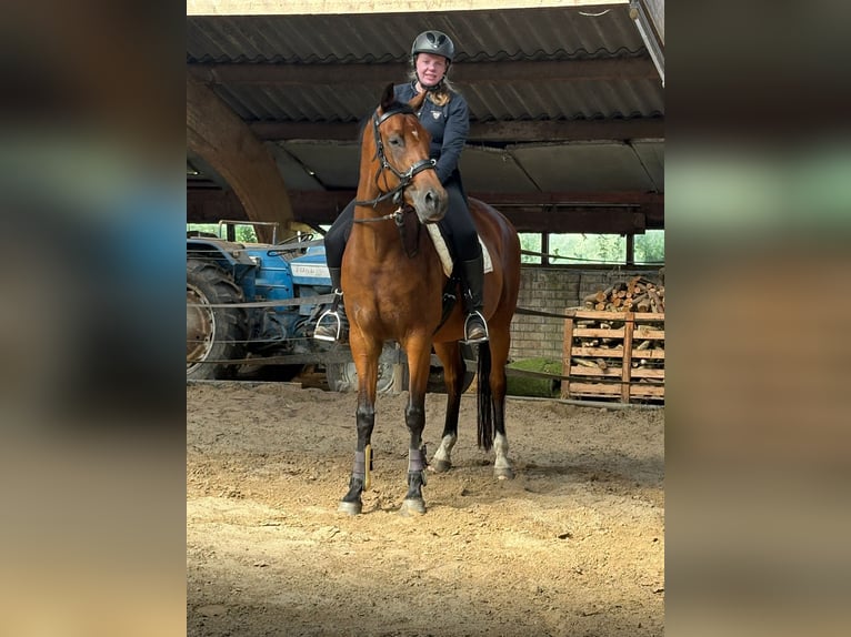 KWPN Giumenta 4 Anni 170 cm Baio in Veenklooster