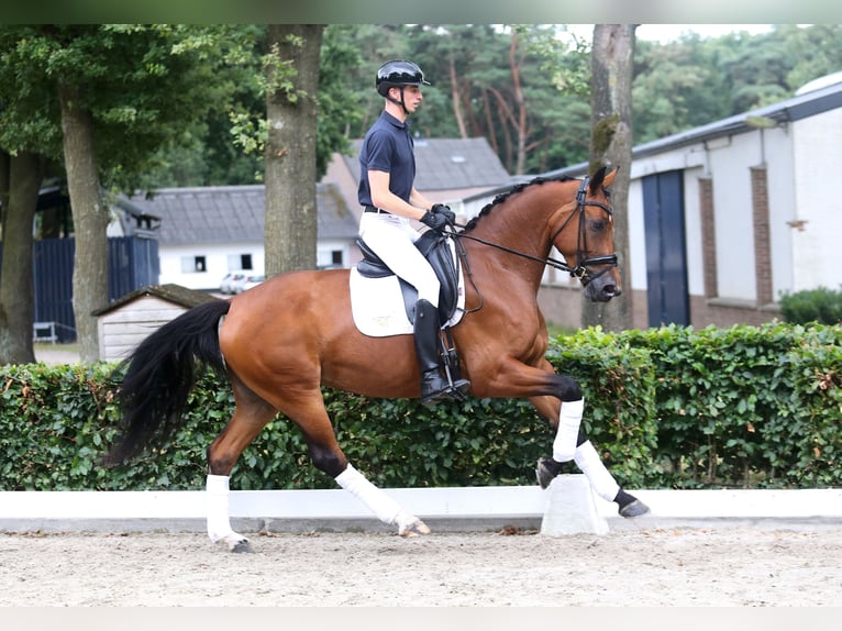 KWPN Giumenta 4 Anni 170 cm Baio in Weert