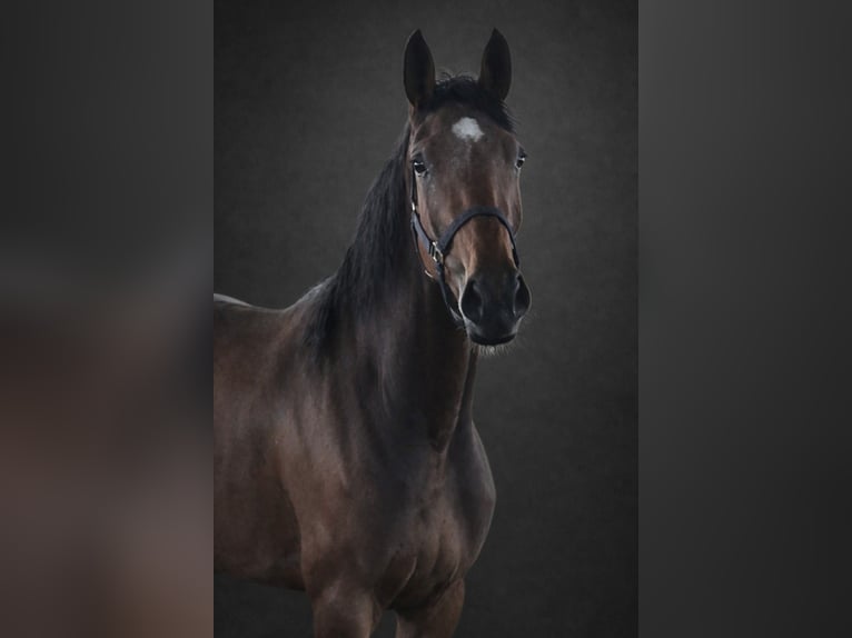 KWPN Giumenta 4 Anni 170 cm Baio in Königsbach-Stein