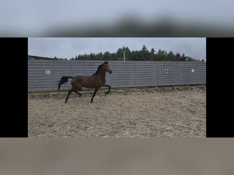 KWPN Giumenta 4 Anni 170 cm Baio in Gelenau/Erzgebirge