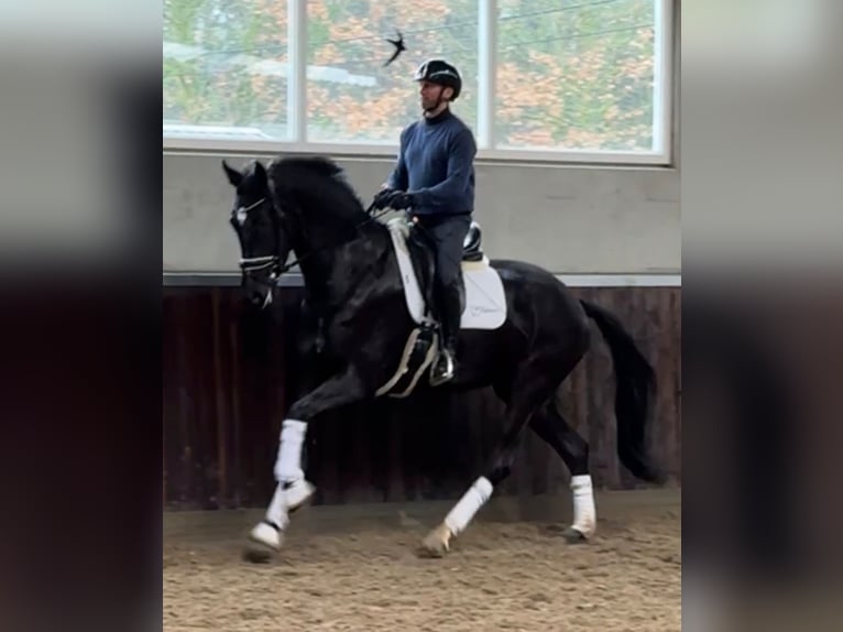 KWPN Giumenta 4 Anni 170 cm Baio nero in Arendonk