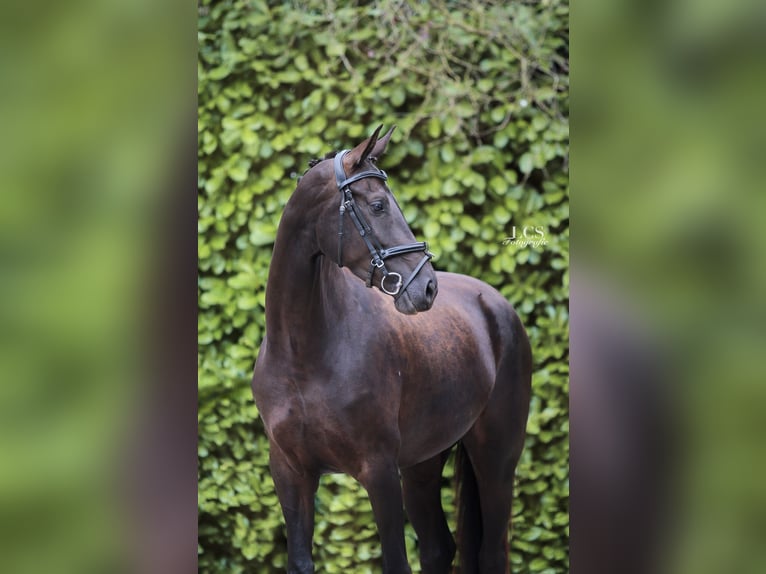 KWPN Giumenta 4 Anni 170 cm Baio nero in Helmond