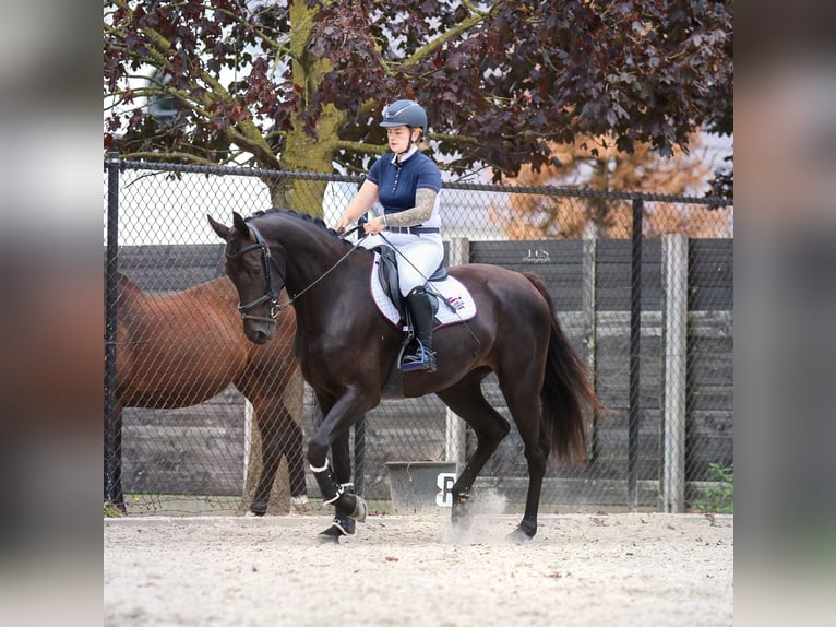 KWPN Giumenta 4 Anni 170 cm Baio nero in Helmond