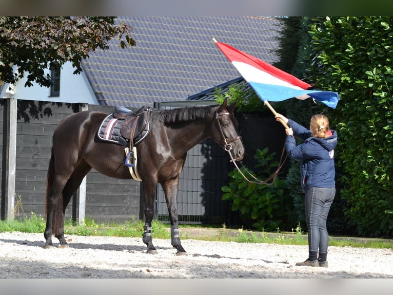 KWPN Giumenta 4 Anni 170 cm Baio nero in Helmond