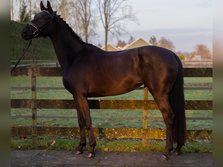KWPN Giumenta 4 Anni 170 cm Baio nero in Nijkerkerveen