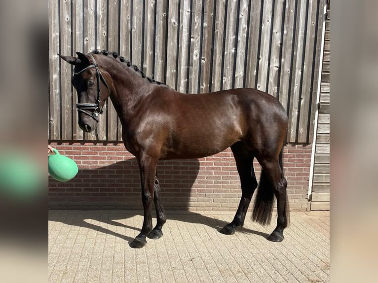 KWPN Giumenta 4 Anni 170 cm Baio nero in Nijkerkerveen