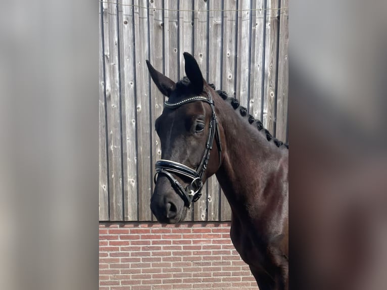 KWPN Giumenta 4 Anni 170 cm Baio nero in Nijkerkerveen