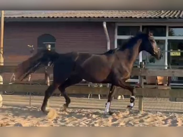 KWPN Giumenta 4 Anni 170 cm Baio nero in Nijkerkerveen