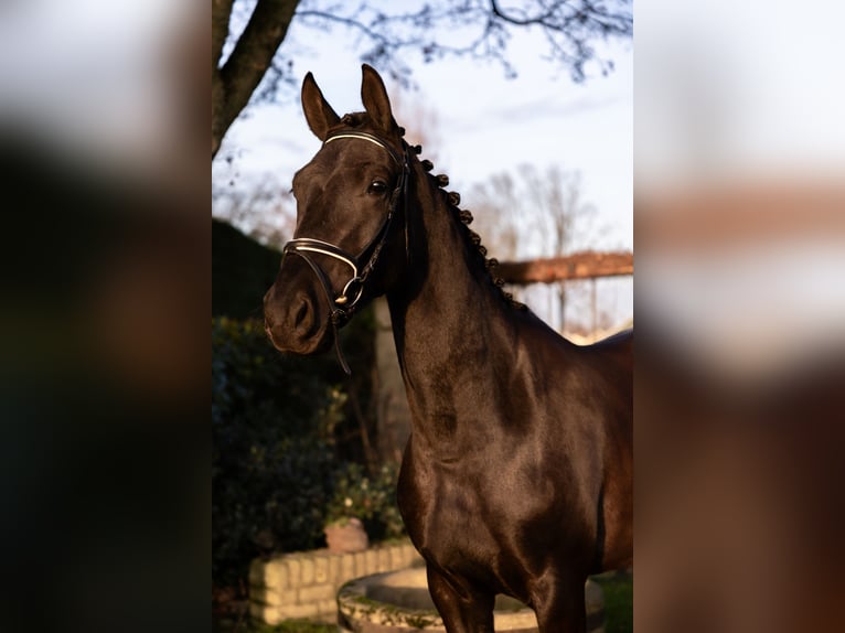 KWPN Giumenta 4 Anni 170 cm Baio nero in Nijkerkerveen