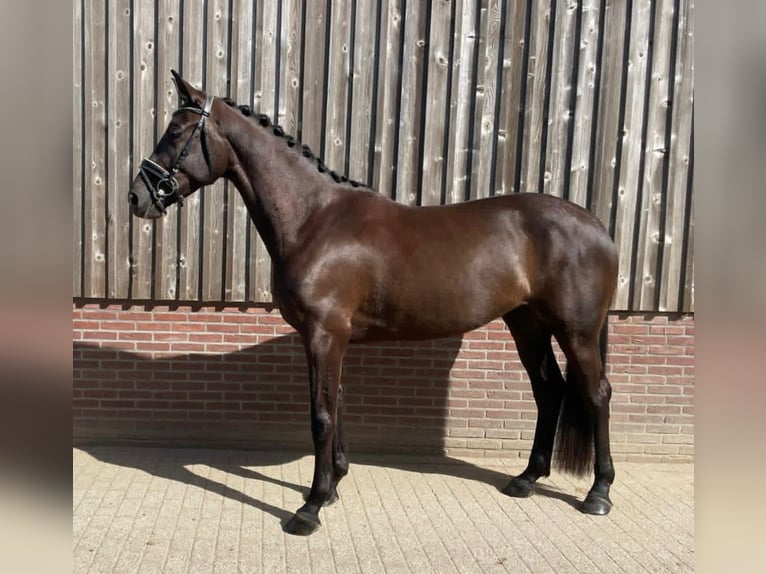 KWPN Giumenta 4 Anni 170 cm Baio nero in Nijkerkerveen