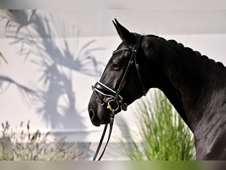 KWPN Giumenta 4 Anni 170 cm Morello in Czech