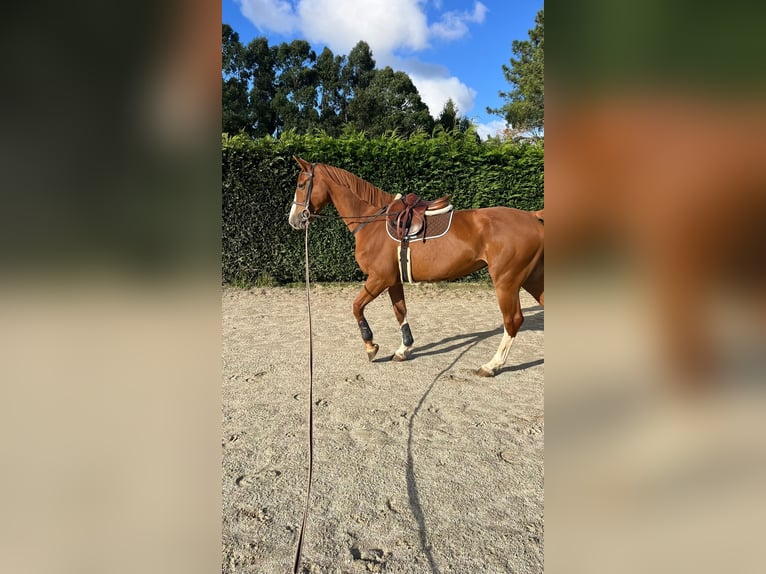 KWPN Giumenta 4 Anni 170 cm Sauro in Gijon