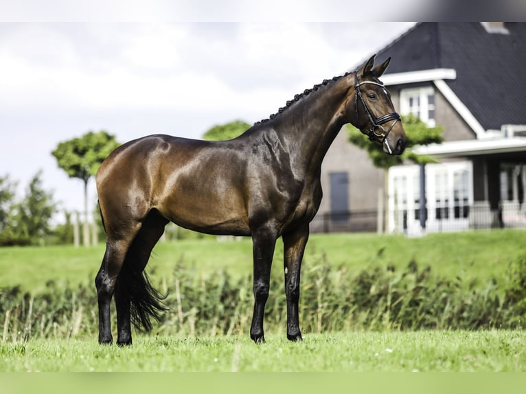 KWPN Giumenta 4 Anni 171 cm Baio scuro in Werkendam