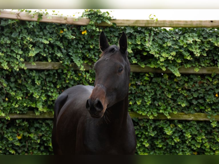 KWPN Giumenta 4 Anni 172 cm Baio scuro in Waddinxveen