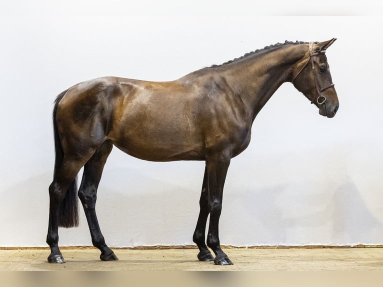 KWPN Giumenta 4 Anni 172 cm Baio scuro in Waddinxveen