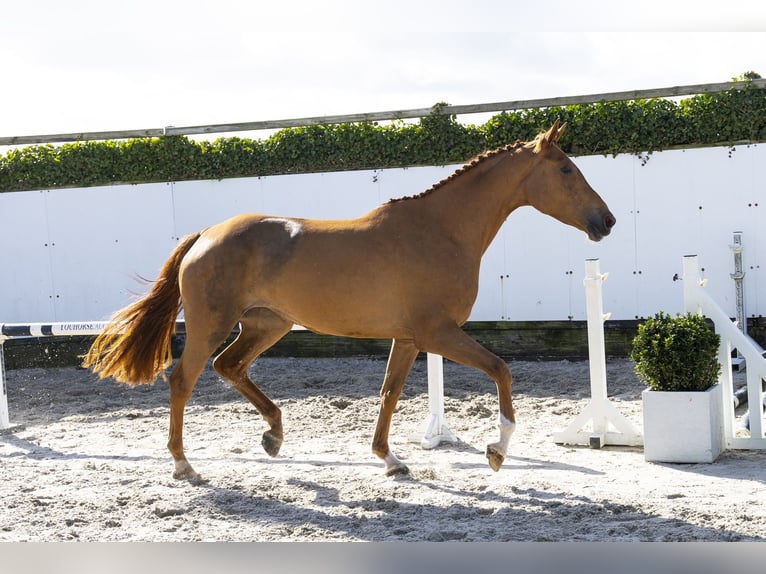 KWPN Giumenta 4 Anni 172 cm  in Waddinxveen