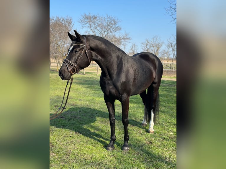 KWPN Giumenta 4 Anni 172 cm Morello in Bekescsaba