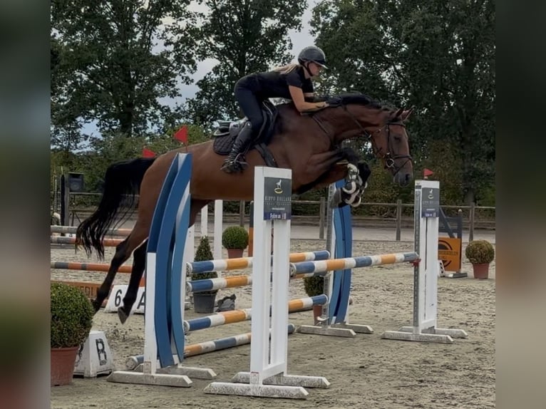 KWPN Giumenta 4 Anni 173 cm Baio in Holsloot
