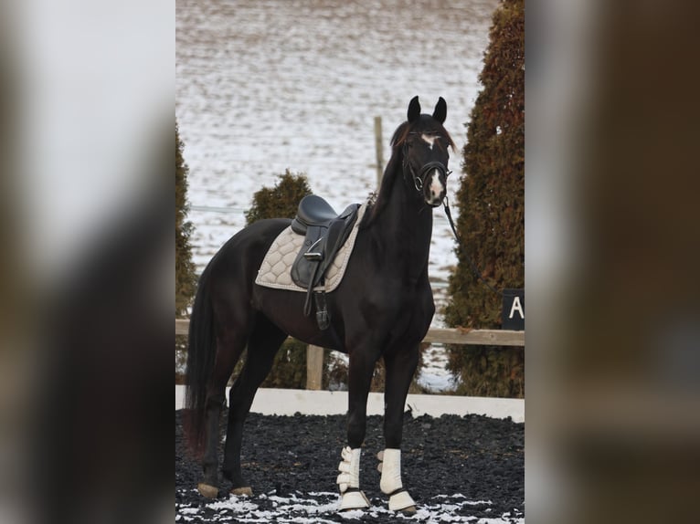 KWPN Giumenta 4 Anni 173 cm Baio nero in Stallhofen