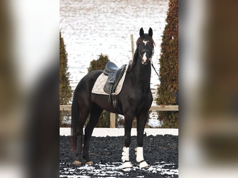 KWPN Giumenta 4 Anni 173 cm Baio nero in Stallhofen