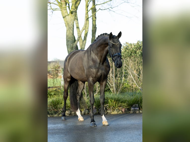 KWPN Giumenta 4 Anni 173 cm Morello in Boven-Leeuwen