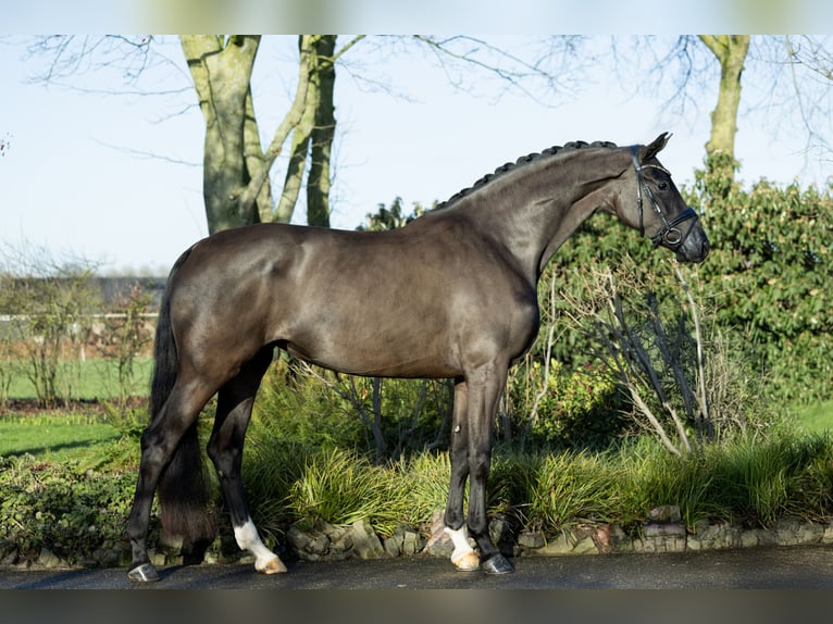 KWPN Giumenta 4 Anni 173 cm Morello in Boven-Leeuwen
