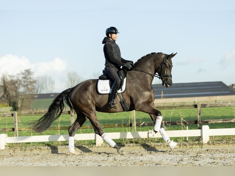 KWPN Giumenta 4 Anni 173 cm Morello in Boven-Leeuwen