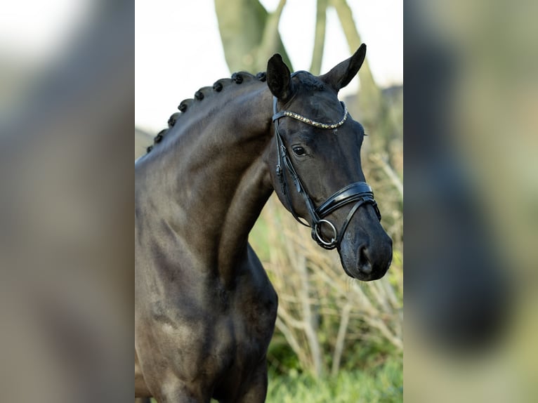 KWPN Giumenta 4 Anni 173 cm Morello in Boven-Leeuwen