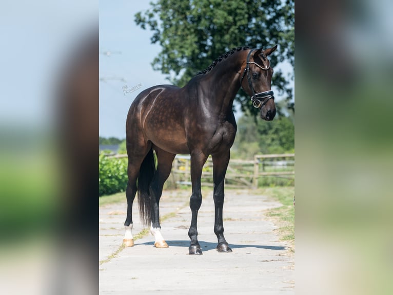 KWPN Giumenta 4 Anni 175 cm Baio in Weert