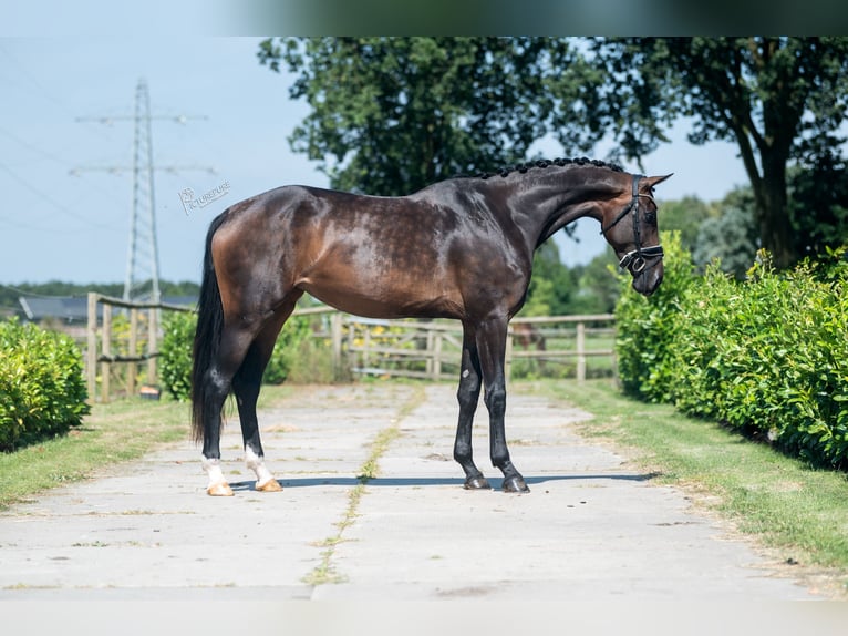 KWPN Giumenta 4 Anni 175 cm Baio in Weert