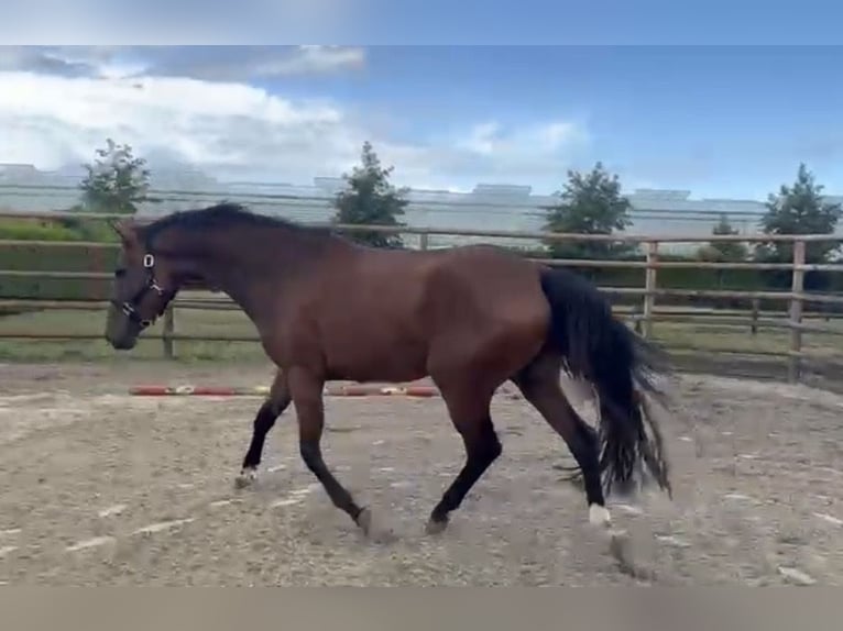 KWPN Giumenta 4 Anni 175 cm Baio in Meersel Dreef