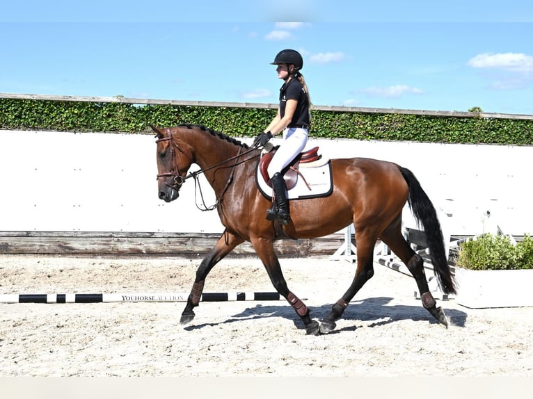 KWPN Giumenta 4 Anni 175 cm Baio in Waddinxveen