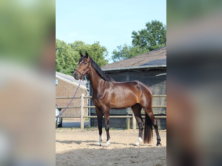 KWPN Giumenta 4 Anni 175 cm Baio scuro in Reusel