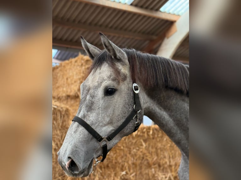 KWPN Giumenta 4 Anni 175 cm Grigio in Elze