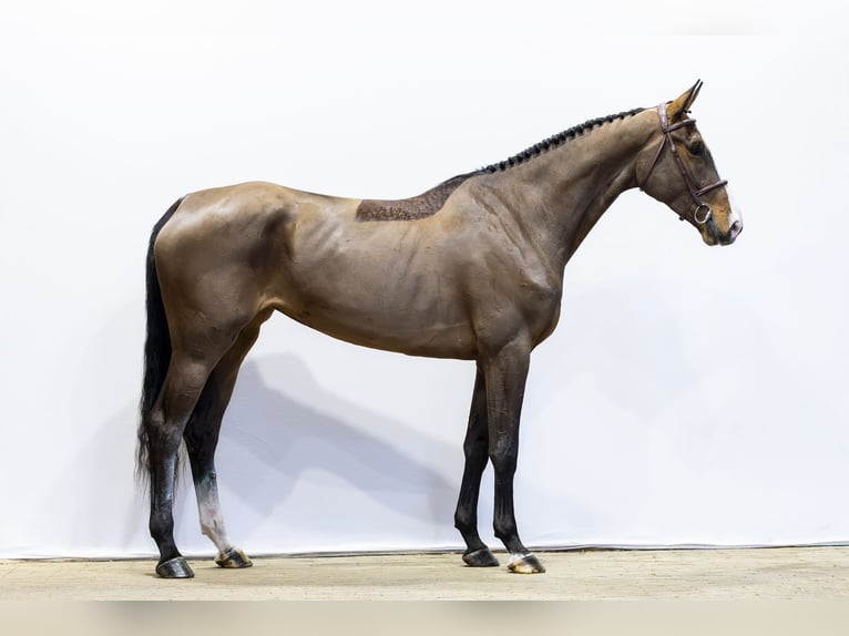 KWPN Giumenta 4 Anni 176 cm  in Waddinxveen