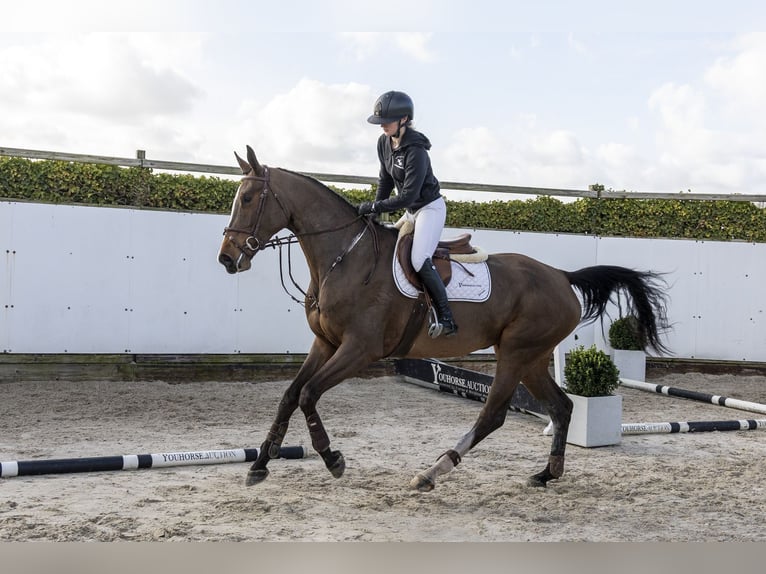 KWPN Giumenta 4 Anni 176 cm  in Waddinxveen